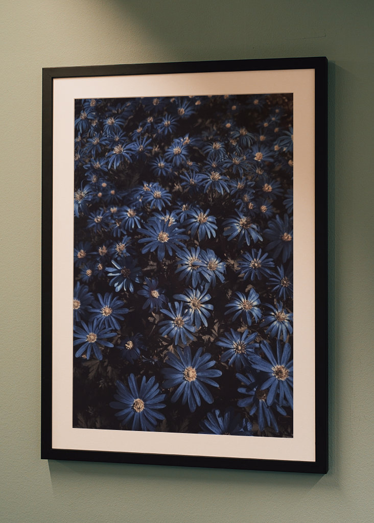 Květy modré jako noc