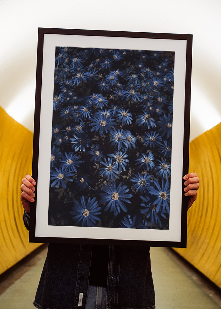 Květy modré jako noc