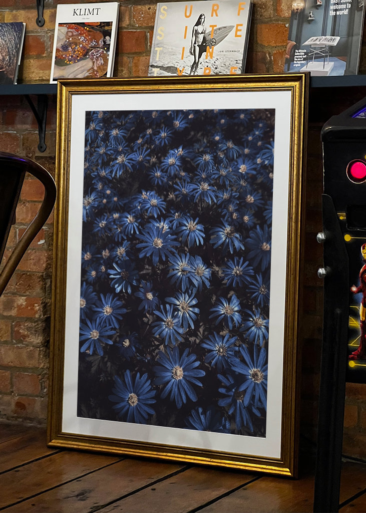 Květy modré jako noc