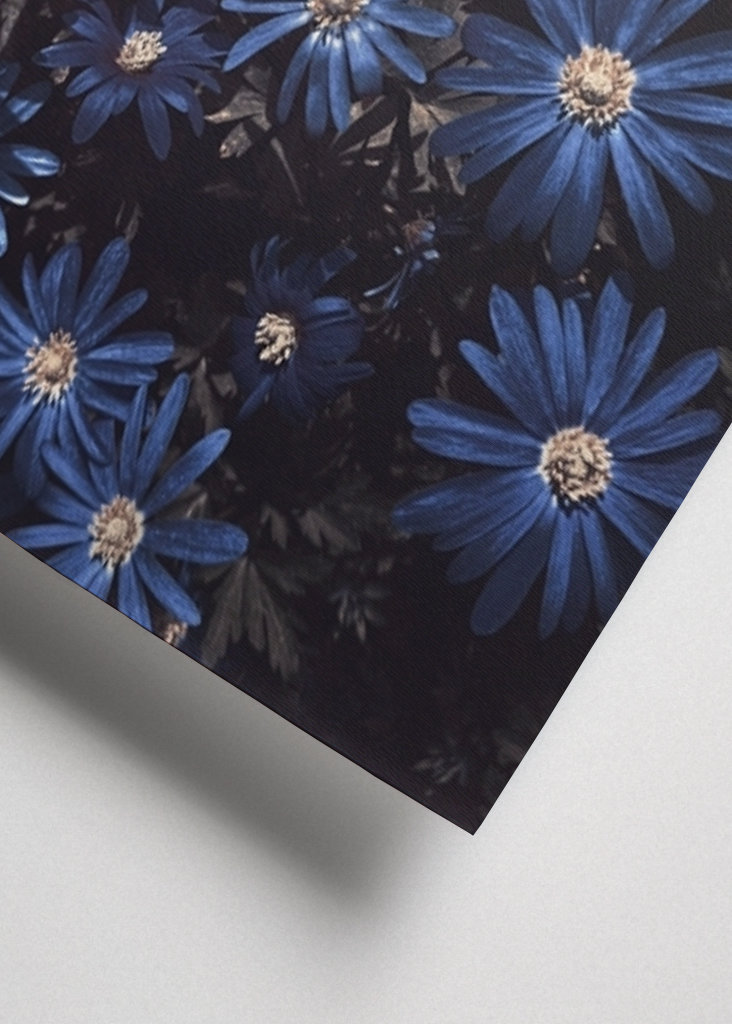 Květy modré jako noc