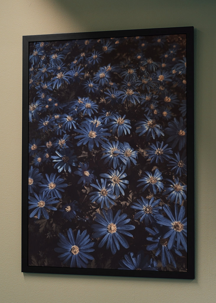 Květy modré jako noc