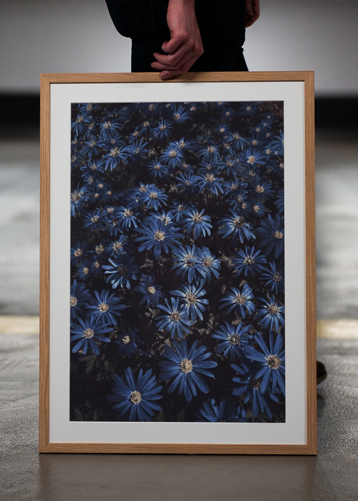 Květy modré jako noc