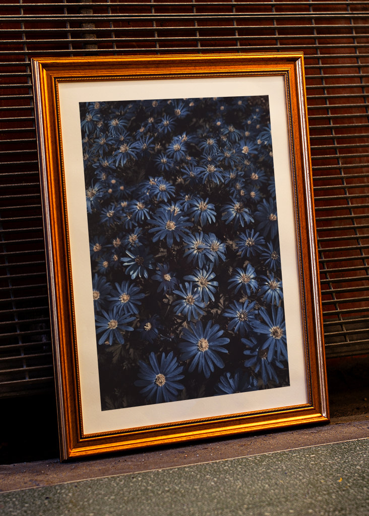 Květy modré jako noc