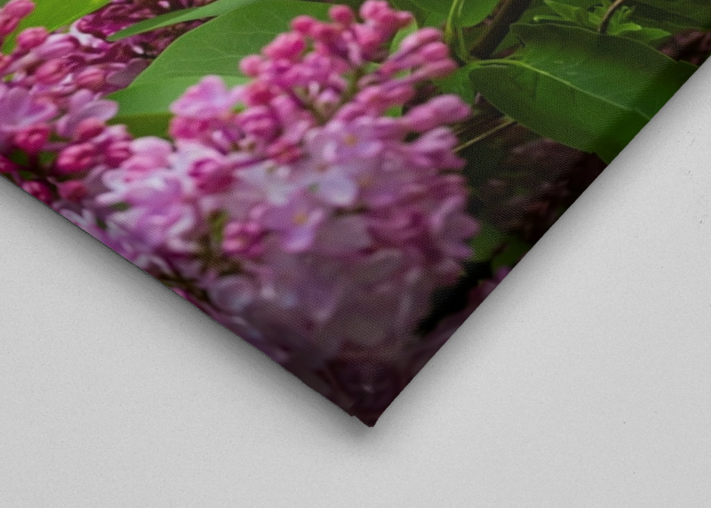 Velmi starý šeřík