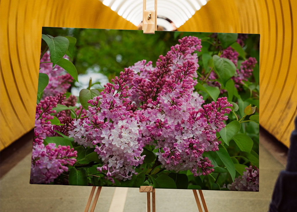 Velmi starý šeřík