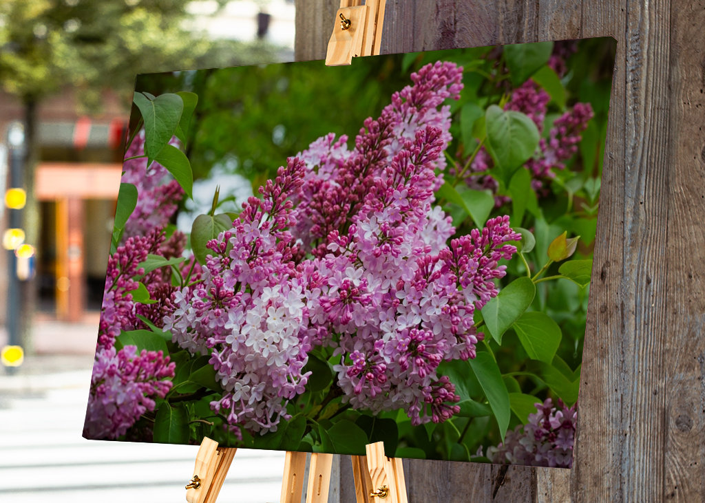 Velmi starý šeřík