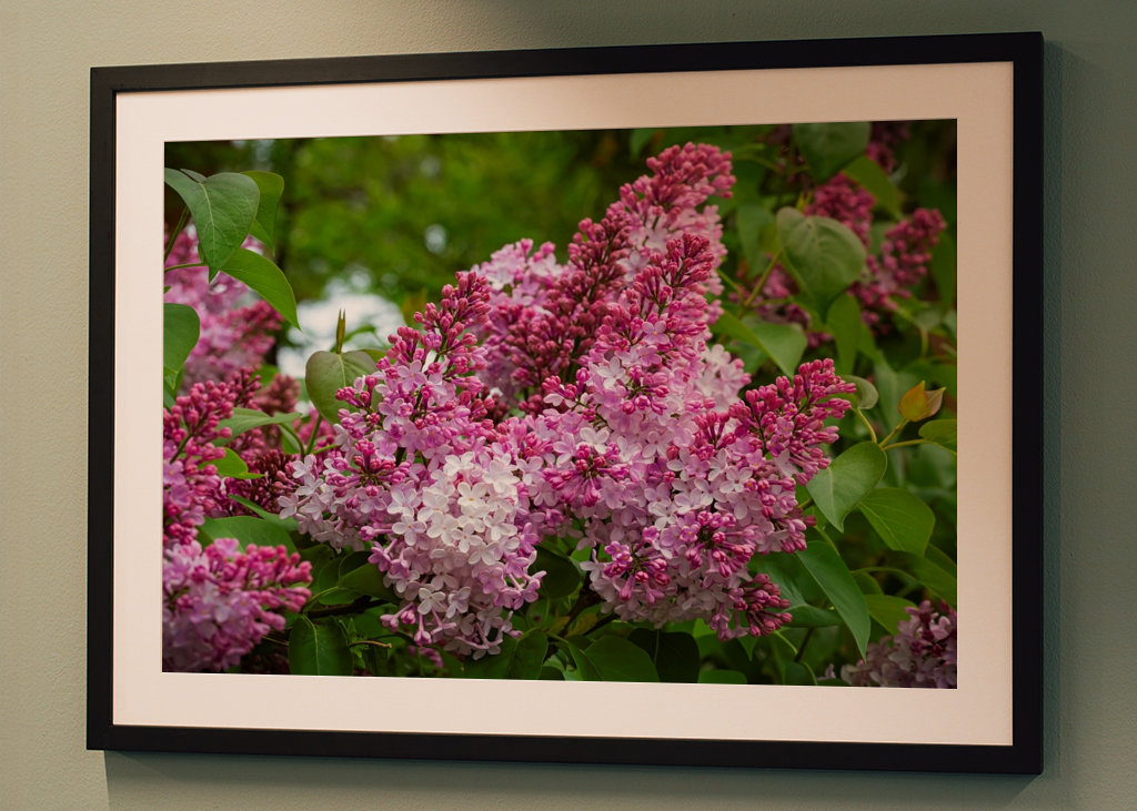 Velmi starý šeřík