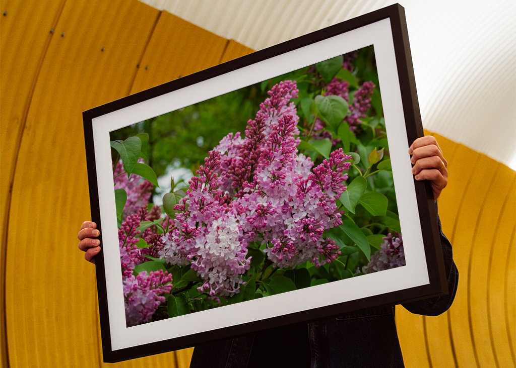 Velmi starý šeřík