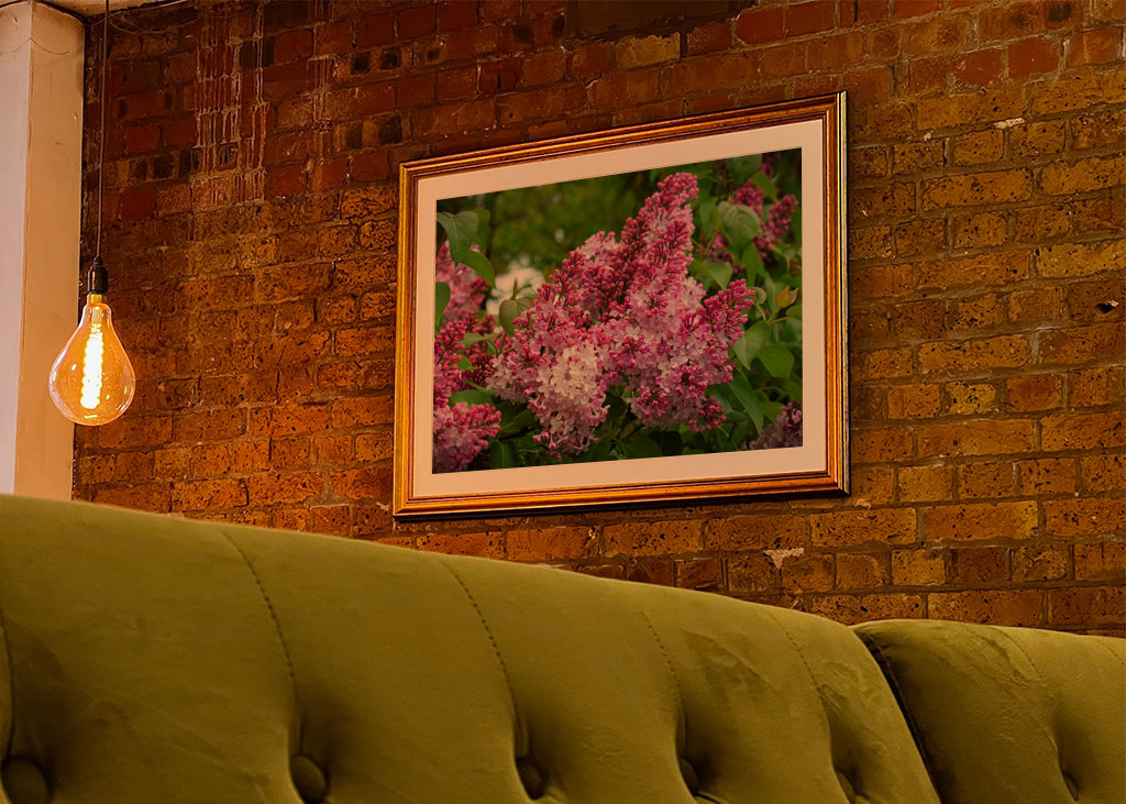 Velmi starý šeřík