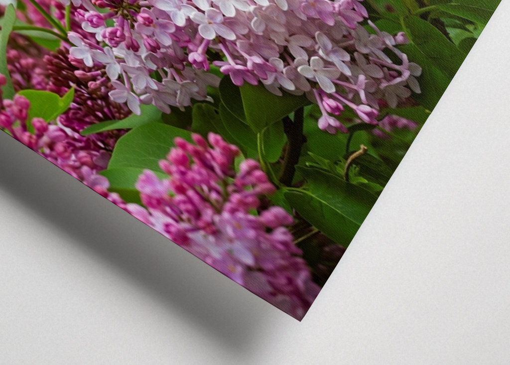 Velmi starý šeřík