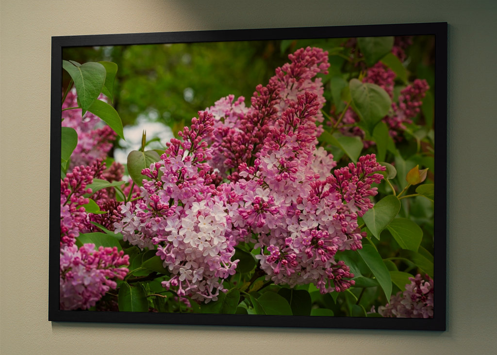 Velmi starý šeřík