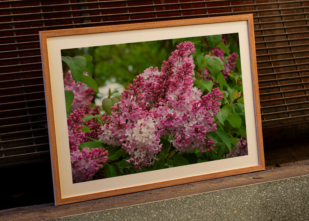 Velmi starý šeřík