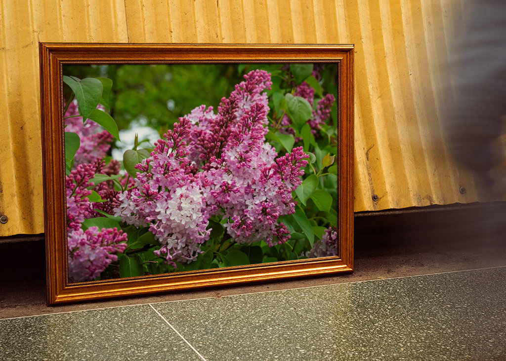 Velmi starý šeřík