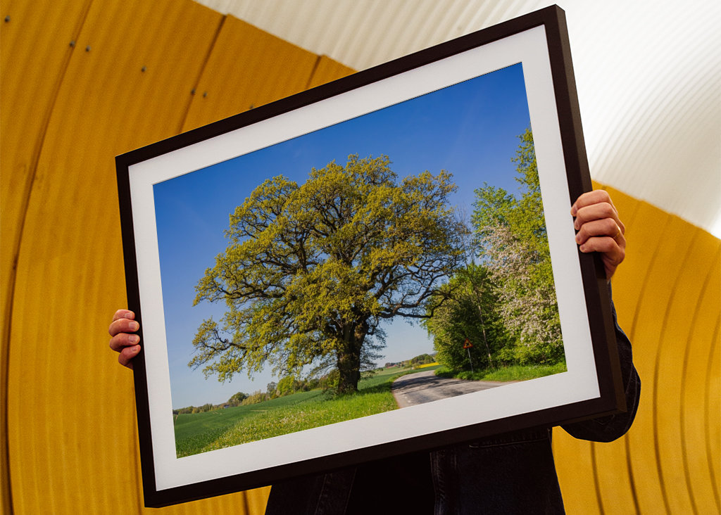 The Oak, symbol for savings