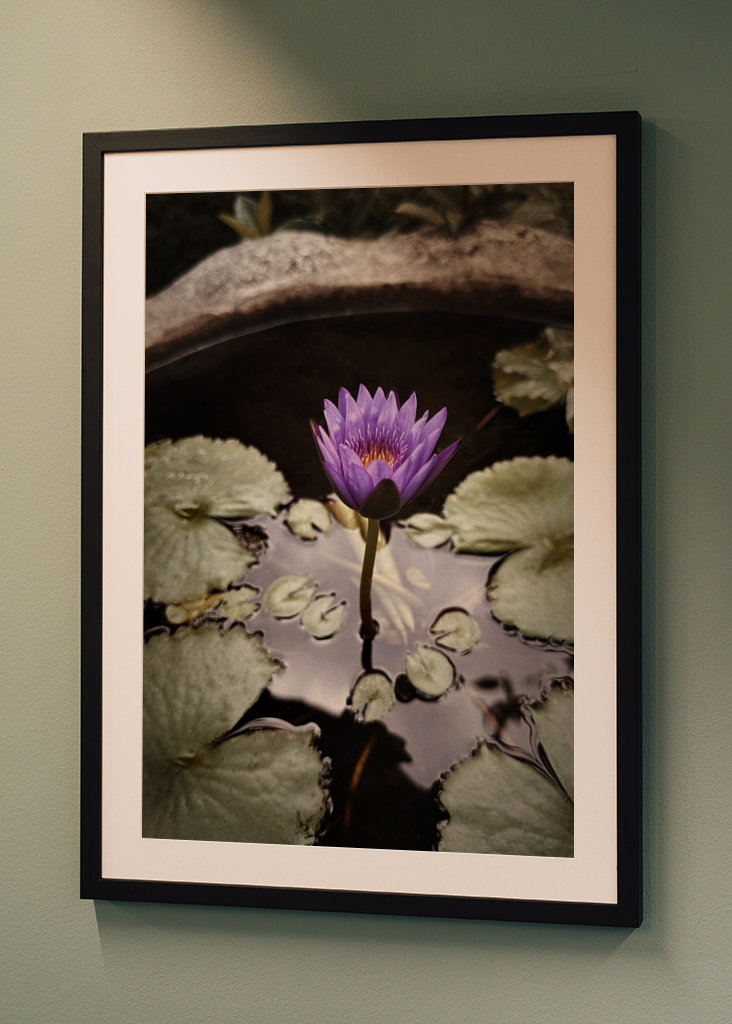 Purple lotus