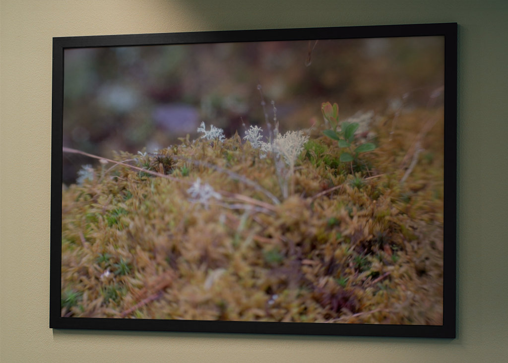 Moss in our summerhouse, Kalix