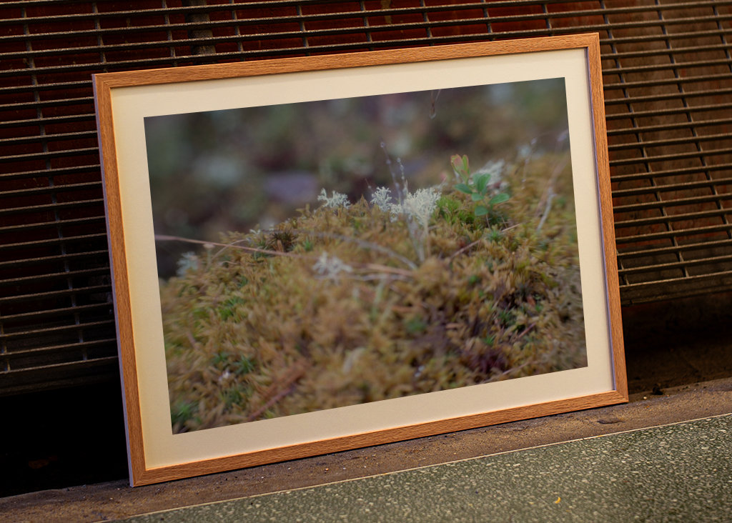 Moss in our summerhouse, Kalix