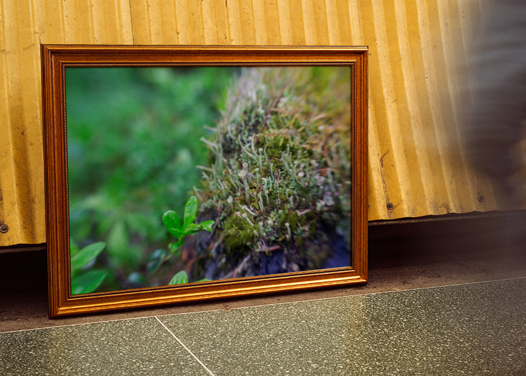 Sammalta kalliolla mökin ulkopuolella