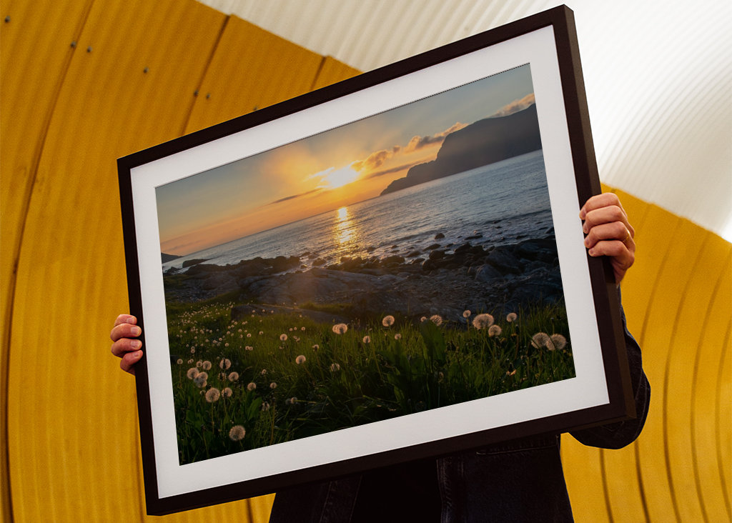 Hoddevika flowers in sunset