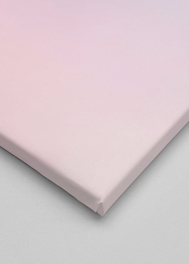 Palmier d’Hollywood