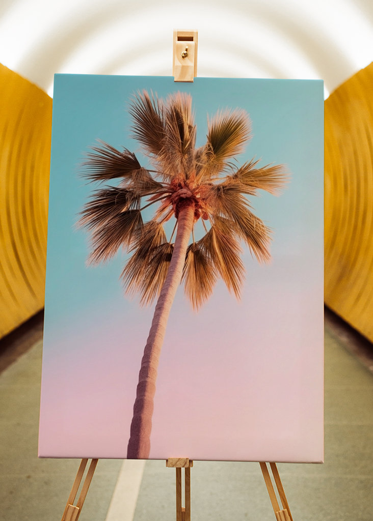 Palmier d’Hollywood