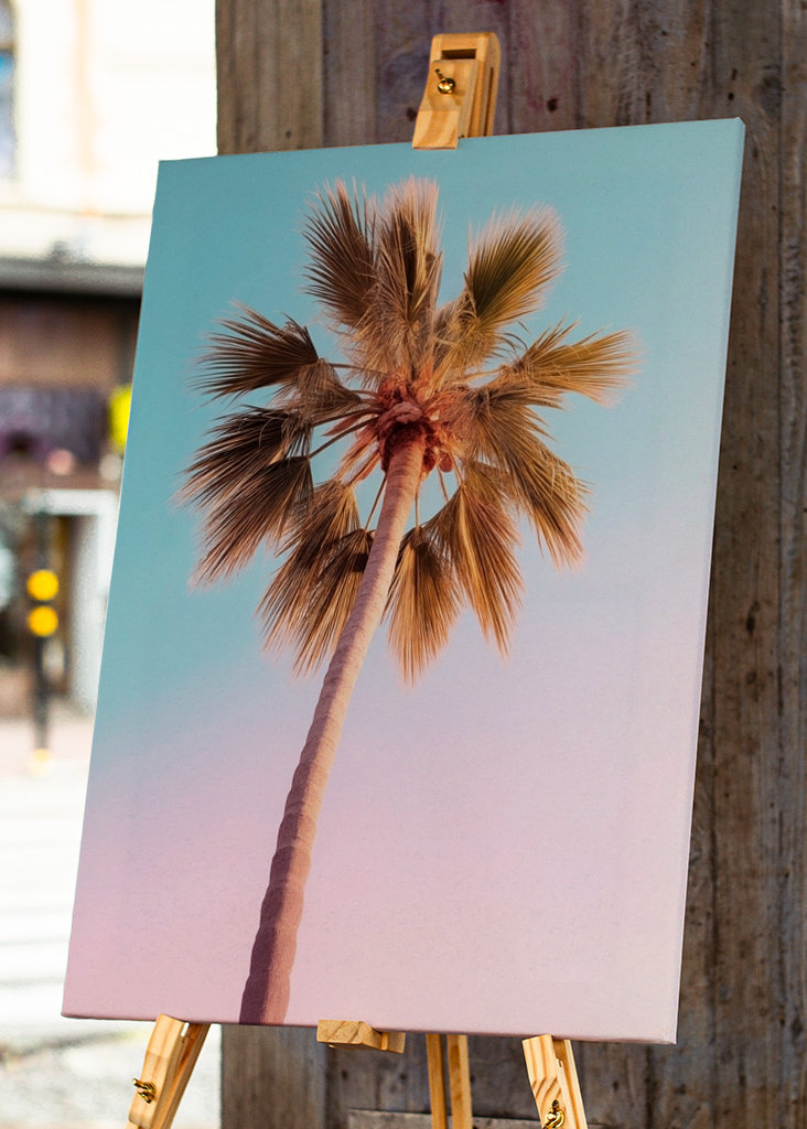 Palmier d’Hollywood