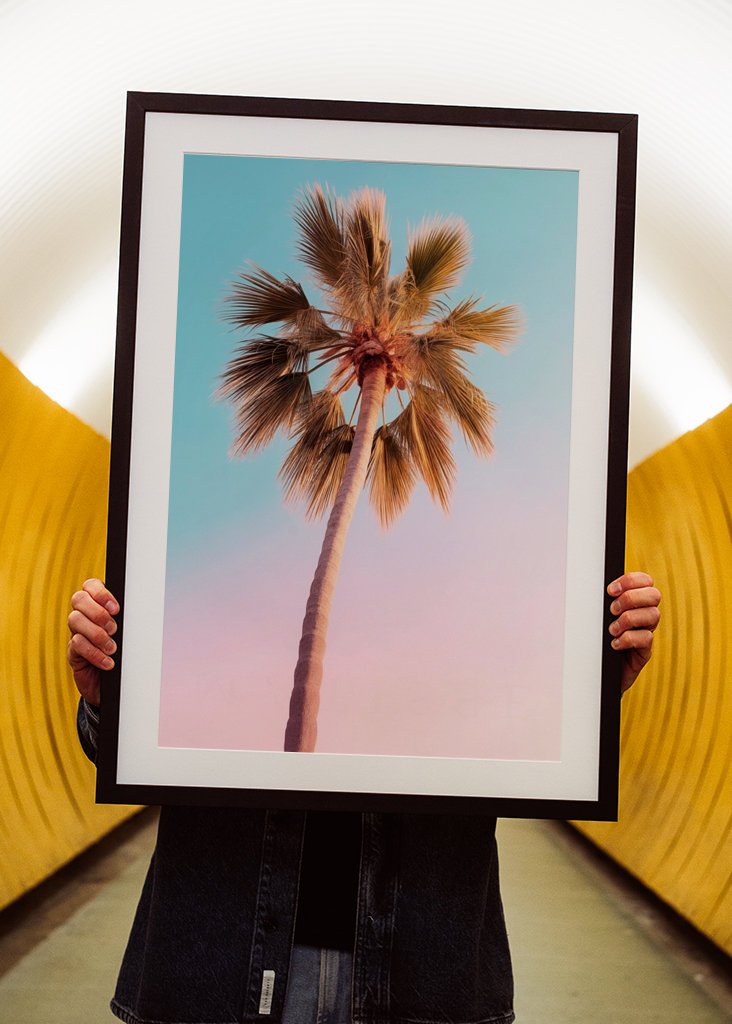 Palmier d’Hollywood