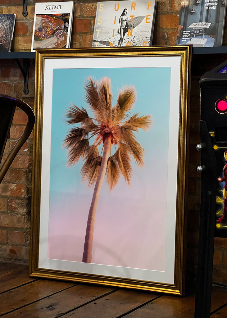 Palmier d’Hollywood