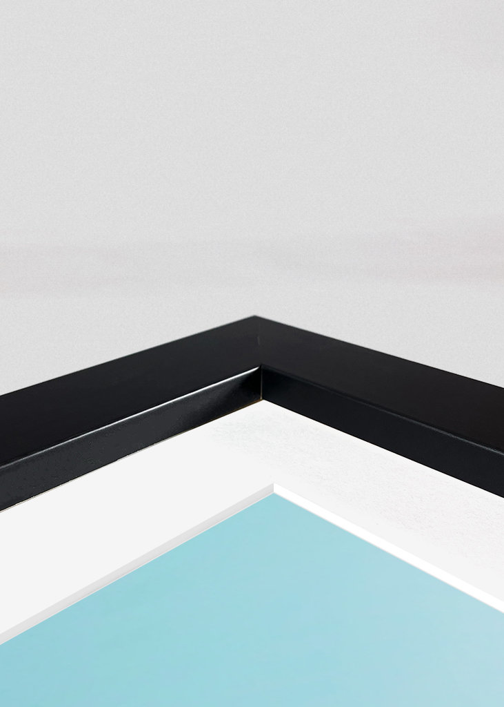 Palmier d’Hollywood