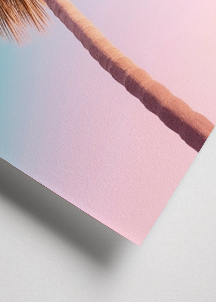 Palmier d’Hollywood