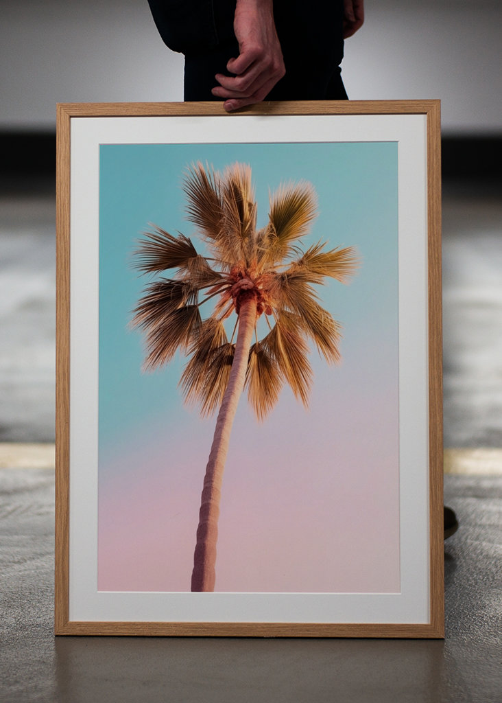 Palmier d’Hollywood