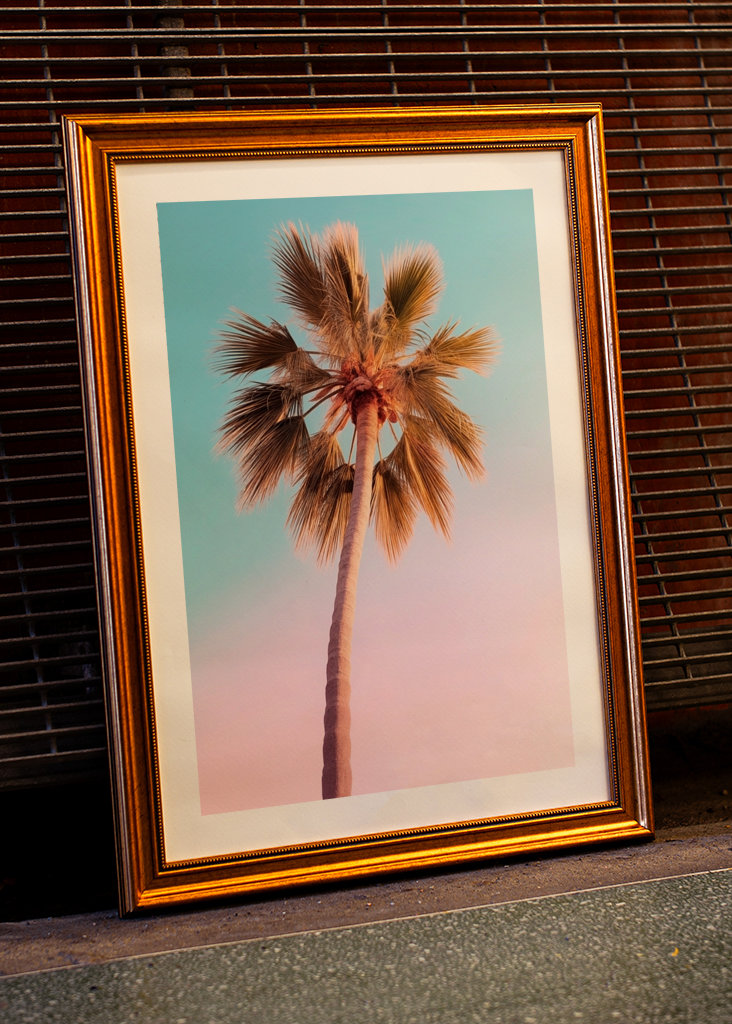 Palmier d’Hollywood