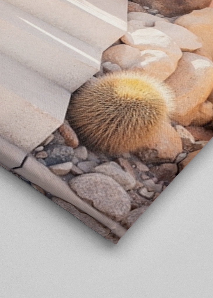 Lyserød midten af århundredet