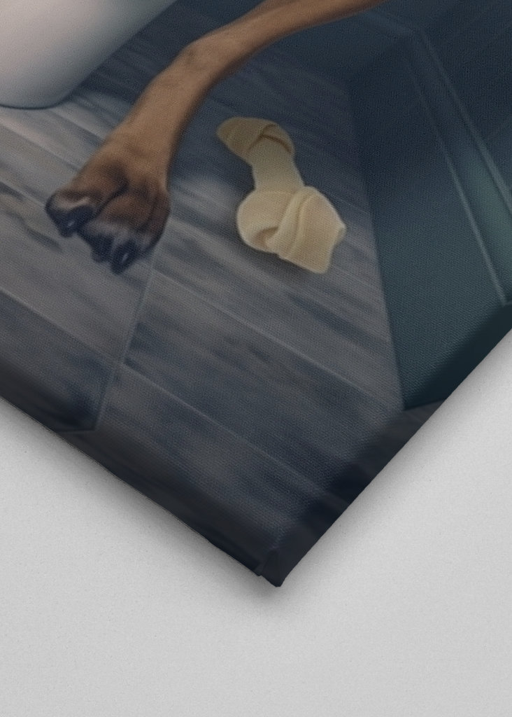 Boxerhund på toalettet