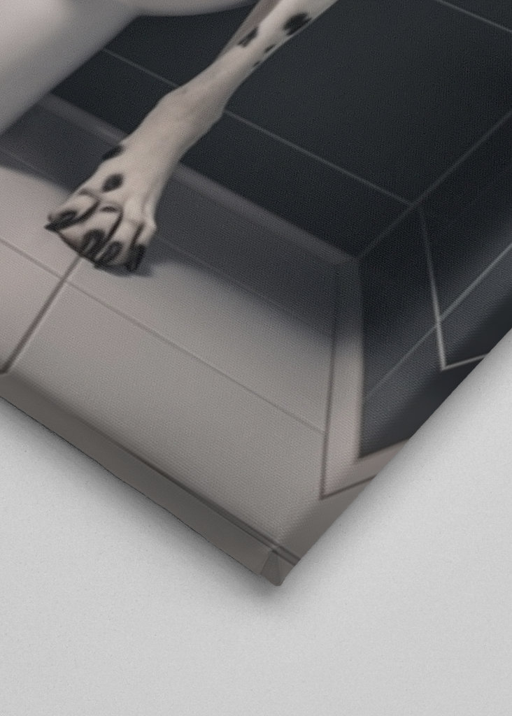 Dalmatiner auf der Toilette