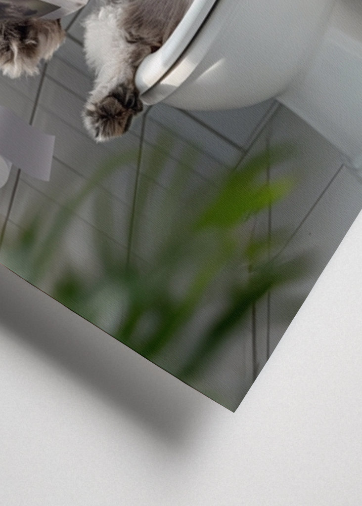 Schnauzer en el inodoro