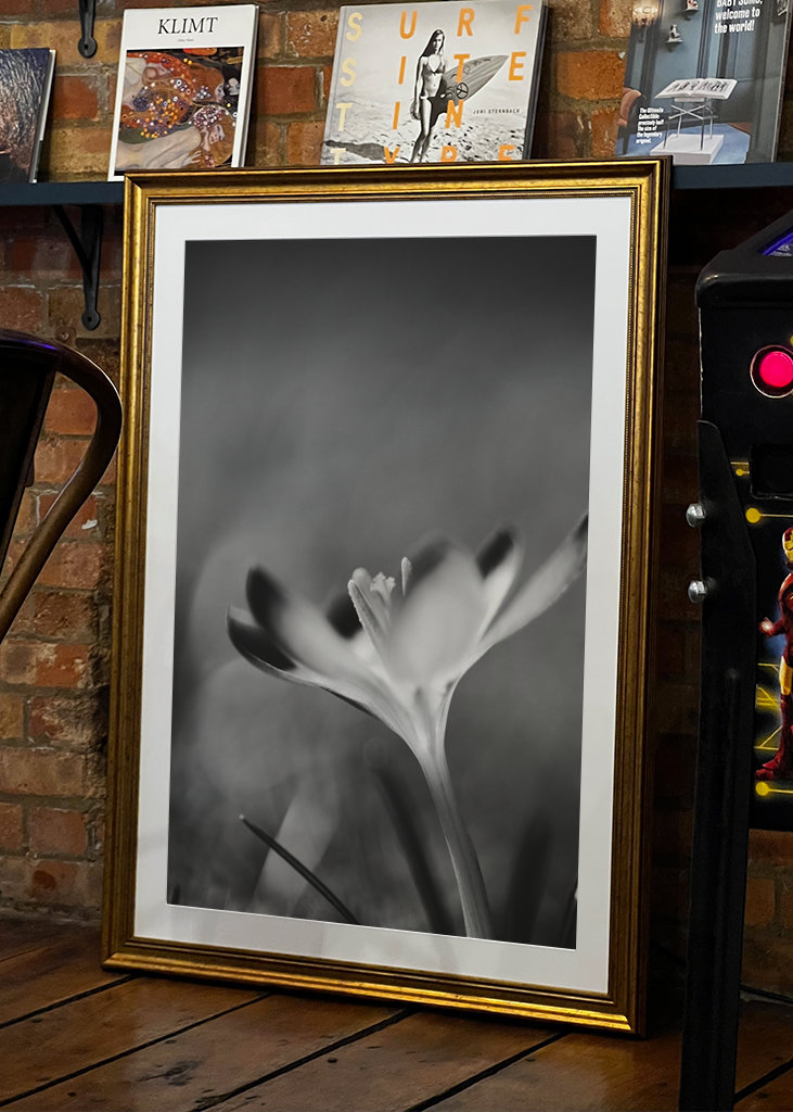 Sort og hvid nærblomst