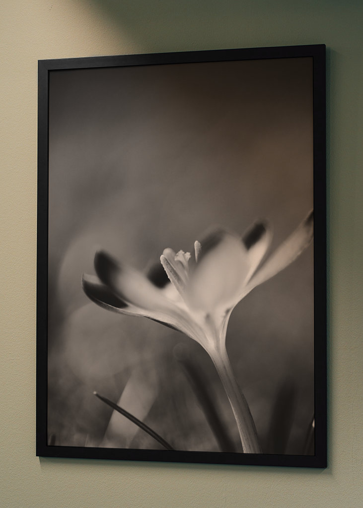 Sort og hvid nærblomst