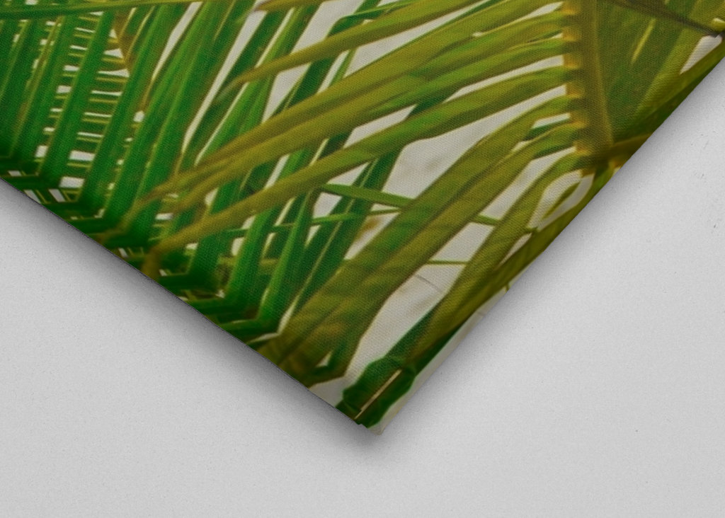 Palm tree with oceanview