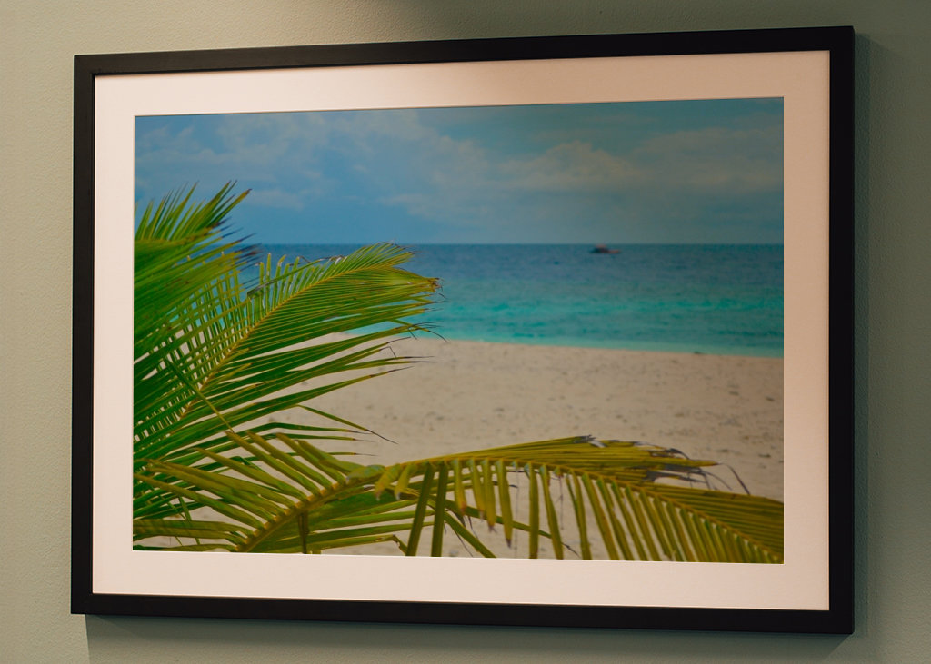 Palm tree with oceanview