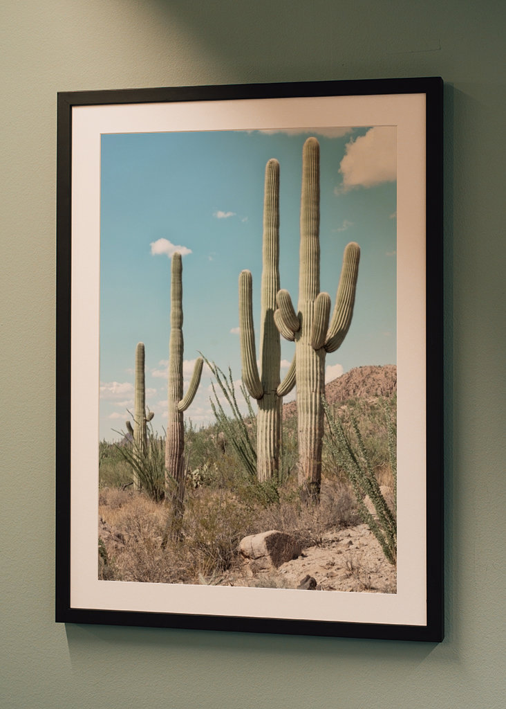Four Cactus