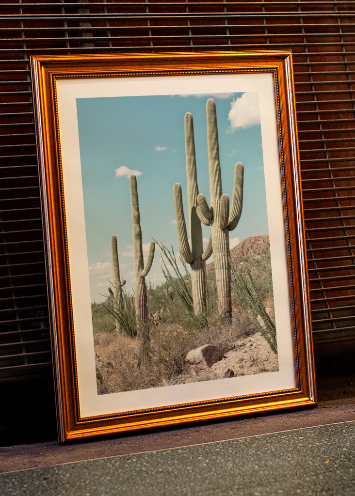 Four Cactus