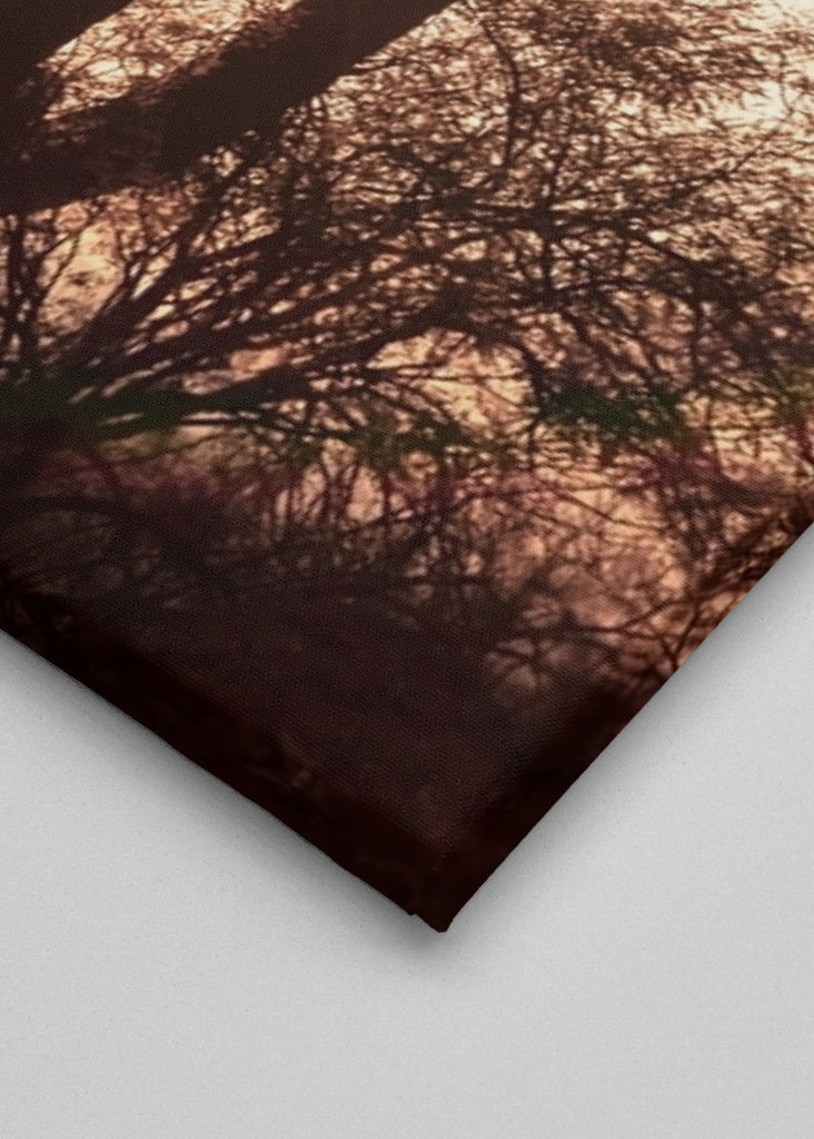 Between the cactus, the Light