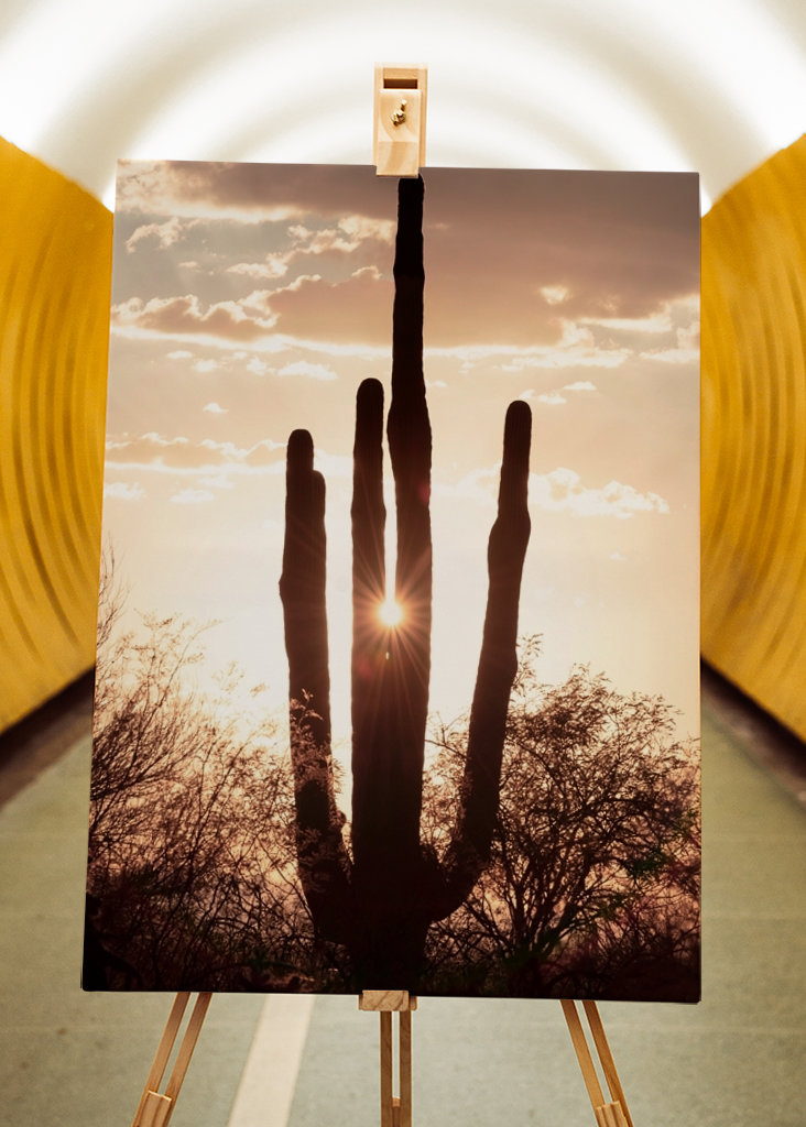 Between the cactus, the Light