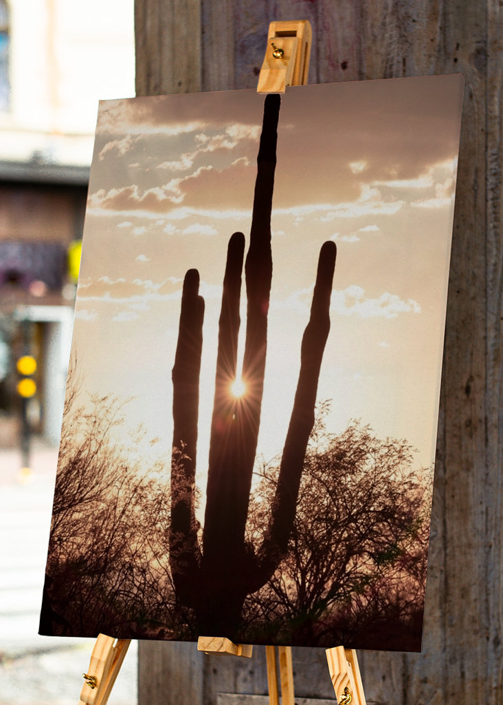 Between the cactus, the Light