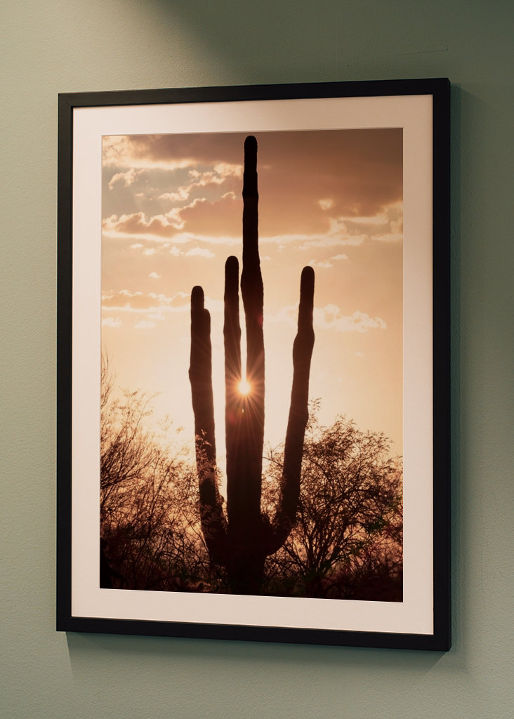 Between the cactus, the Light