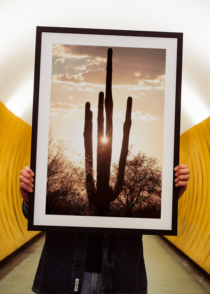 Between the cactus, the Light