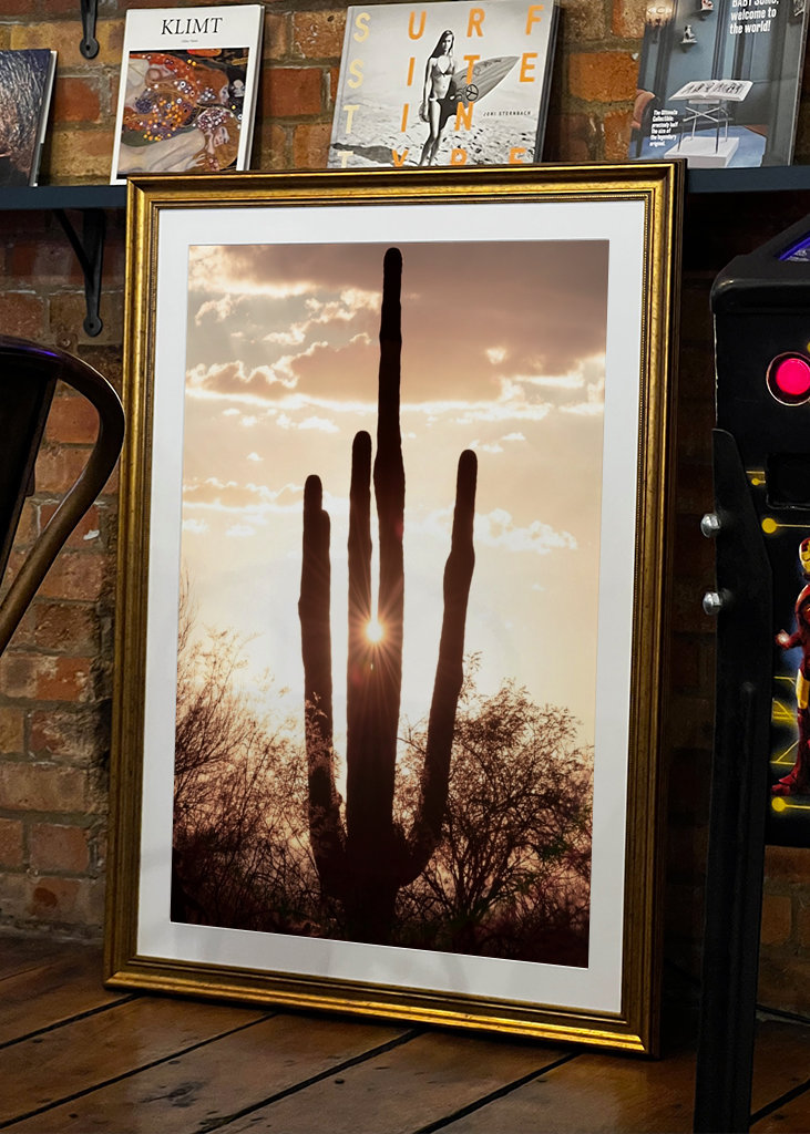 Between the cactus, the Light