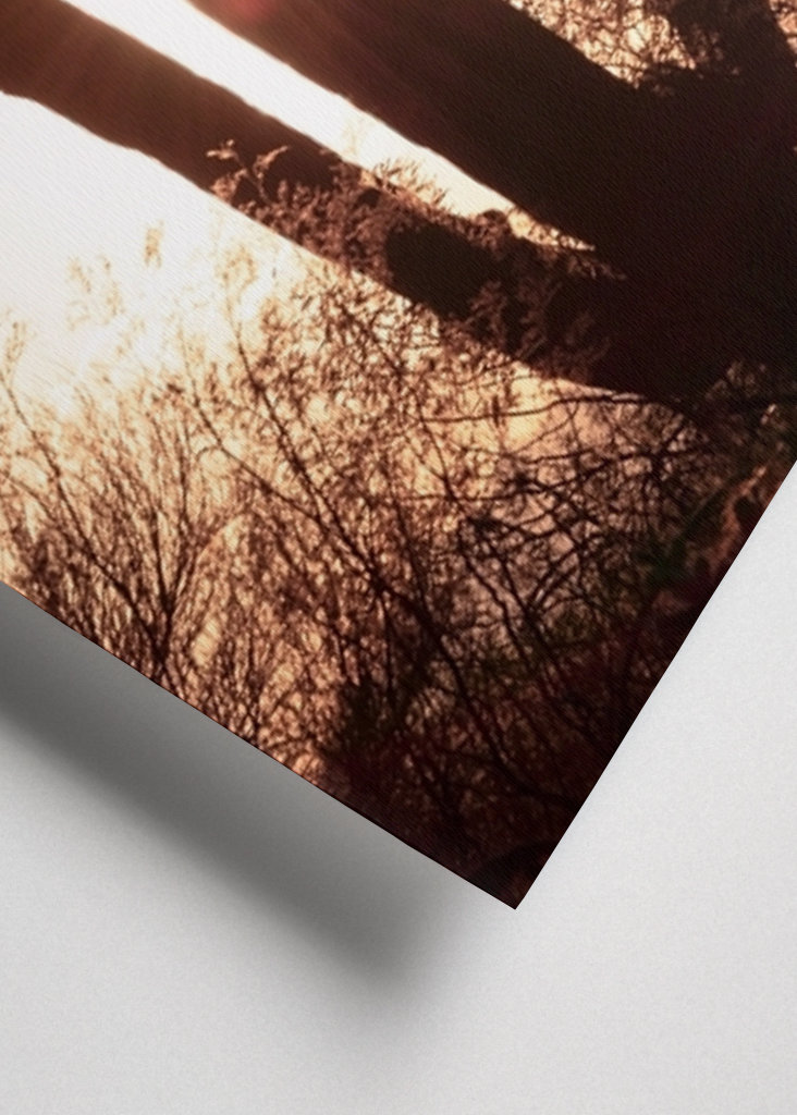 Between the cactus, the Light