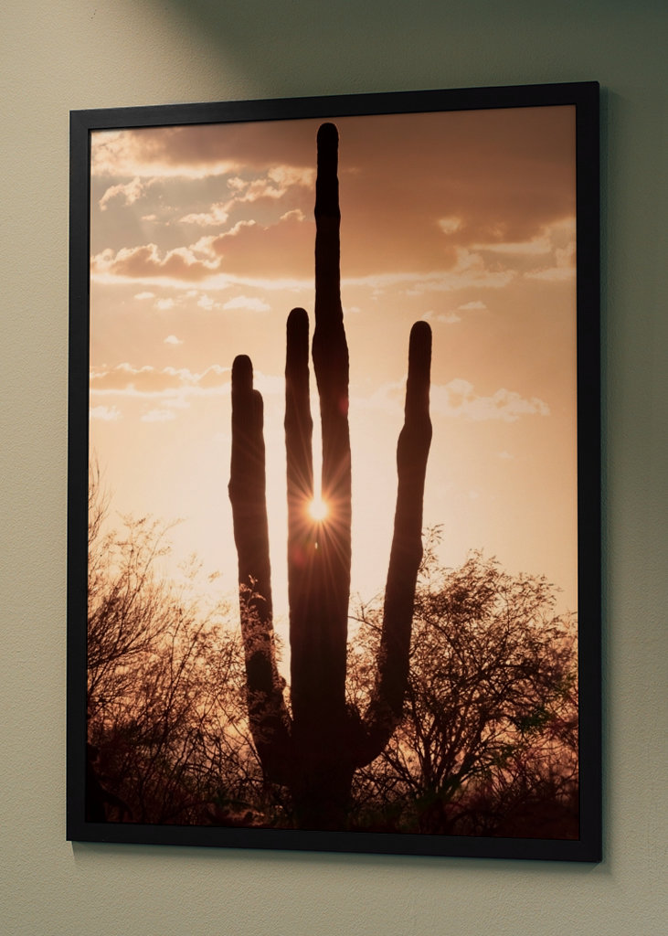 Between the cactus, the Light